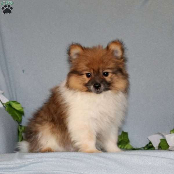 Derek, Pomeranian Puppy